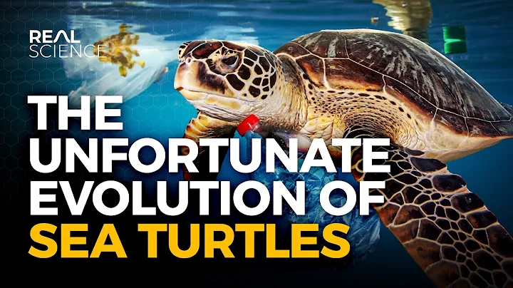 Why Evolution Has Screwed Sea Turtles (And So Have We) - DayDayNews