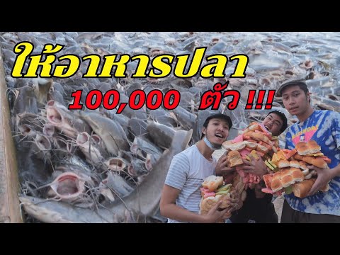 ให้อาหารปลา 100000 ตัวโคตรเยอะ | สรุปข้อมูลที่สมบูรณ์ที่สุดเกี่ยวกับที่ ให้ อาหาร ปลา