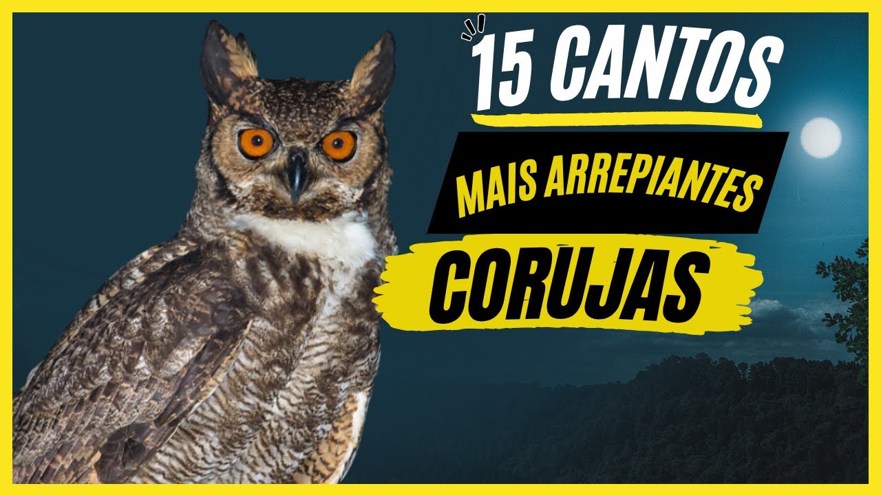 TOP 15: Cantos De "Corujas" MAIS ARREPIANTES e MISTERIOSOS - Aves Noturnas Que Canta a Noite!