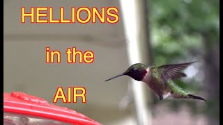 Why Hummingbirds Fight (in super slomo) Narrated
