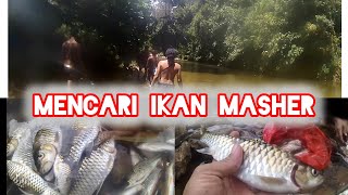 IKAN MASHER SUNGAI HUTAN PEDALAMAN #masher #ikan #ikanmasher #hampala #sungai #explore