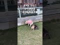 子犬にうんこひっかけてボコられるフレブルの母犬#フレンチブルドッグ #ブリーダー #赤ちゃん