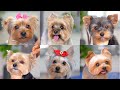 6 best grooming  for yorkshire terrier!!✂️❤️🐶