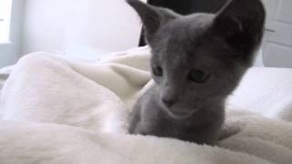 Russian Blue Kitten Purring by Piper and Nova Cat 6,276 views 8 years ago 12 seconds