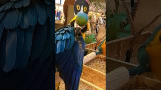❤️Funny Parrots at the mall😍#shorts #thailand #parrot #travel #travelvlog #shortvideo #pattaya