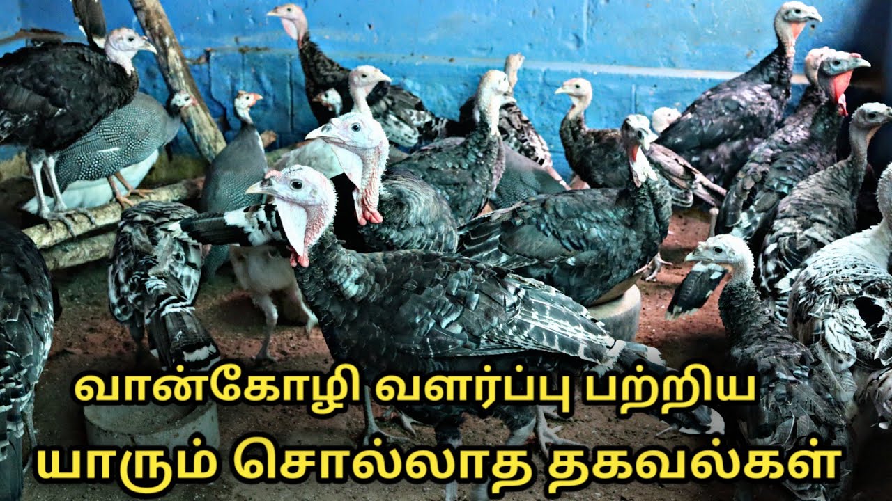 வான்கோழி வளர்ப்பு பற்றி யாரும் சொல்லாத தகவல்கள் || turkey farm in tamilnadu || turkey chicken