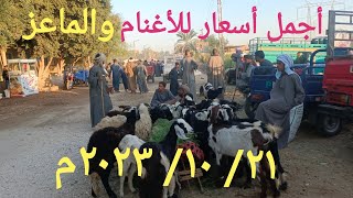اسعار الأغنام والماعز بسوق السبت اليوم ٢١/ ١٠/ ٢٠٢٣م