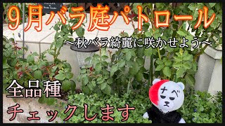 【9月バラ庭】パトロール