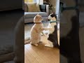 Two Cute Cats Dancing at Home 😻💃 | Funniest Cat Dance Ever 2025 | Pawlogiq #cat