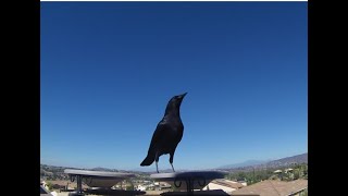 CrowCam