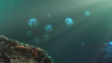 Jellyfish FFPro1.6 AnimationDelayTest