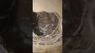 #طيور #زيبرا #طيور_الزيبرا #تربية_الطيور #بيض_الزيبرا #فراخ_الزيبرا #birds #zebrafinch #birdbreeding