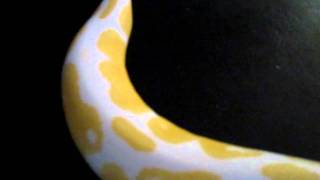 Albino Male Ball Python (High Contrast) 2010 Net Worth