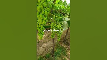 بداية سورة الكهف للقارء الشيخ سعود الشريم
