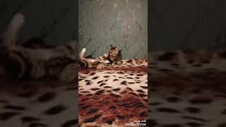 Продаётся кот экзот. Продаётся кот экзот.