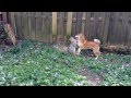 Cat vs shiba inu boxing match