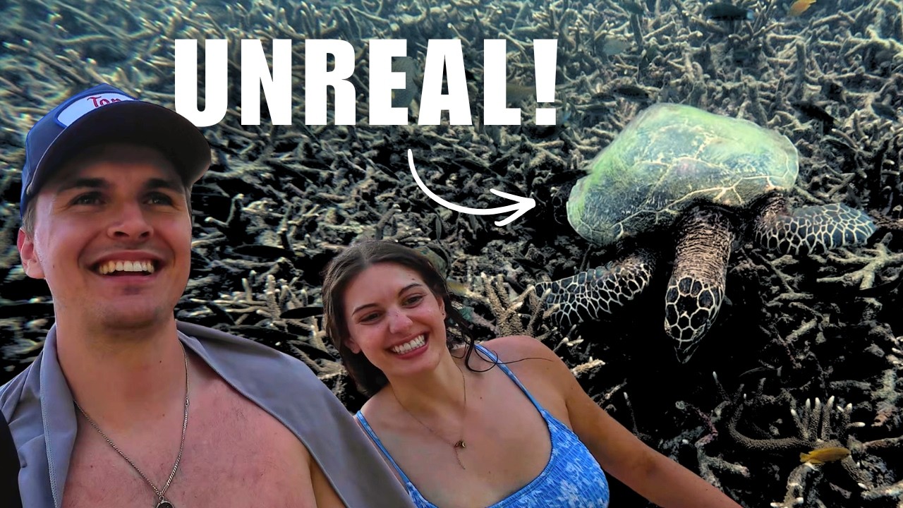 We Swam with SEA TURTLES and SHARKS in Koh Tao, Thailand!?