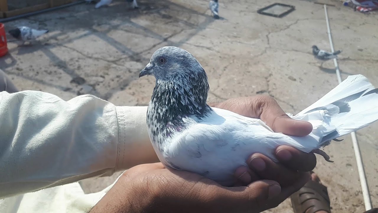 Sialkoti cross golden patha sham sham parwaz||| Pigeons Star - YouTube