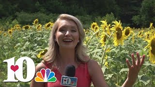 What you need to know about the sunflowers in South Knoxville