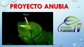 Nuevo proyecto anubias