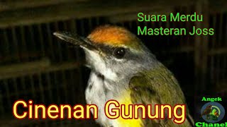 SUARA BURUNG CINENAN GUNUNG