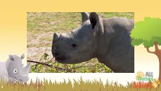 RHINO  Animals for children  Kids videos  Kindergarten | Preschool learning