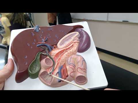 flat liver and pancreas model