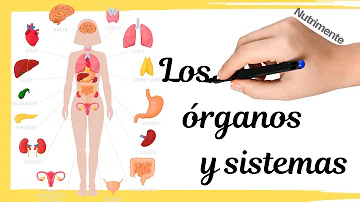 ¿Durante qué periodo del desarrollo se desarrollan todos los órganos y sistemas principales del cuerpo en su forma más rudimentaria?