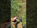 Робота на суші, у воді та слухняність. #puppy #суперсобака #охота #собака