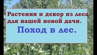 Приглашаем прогуляться по лесу. Растения и декор для дачи.