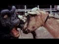 Capture de la vidéo The Black Dahlia Murder - Goat Of Departure (Official Video)