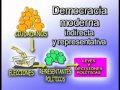 La Democracia ateniense