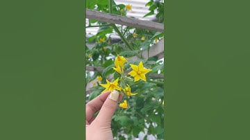 Giống cà chua bạch tuộc leo giàn cho năng suất quả cao