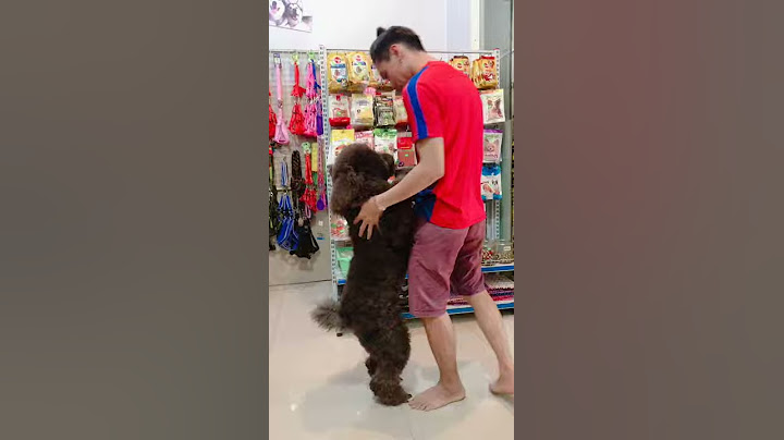 Poodle standard khổng lồ giá bao nhiêu năm 2024