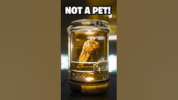 Terminid Larvae Are Not Pets | Helldivers Lore