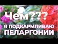 Подкормка герани. Удобрения для пеларгонии