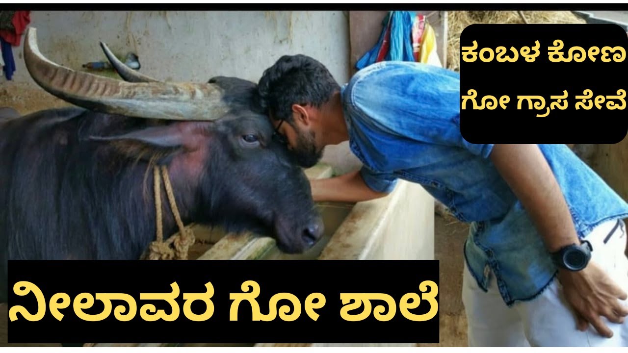 ನೀಲಾವರ ಗೋಶಾಲೆಯಲ್ಲಿ ಗೋ ಗ್ರಾಸ ಸೇವೆ ಮತ್ತು ಕಂಬಳ ಕೋಣ.  #udupi #neelavara #gooshale #kambala #cow #gaumata
