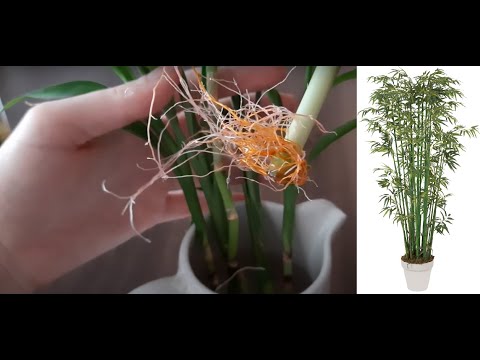 Video: Bahçede Bambu Nasıl Yetiştirilir ve Bakımı Yapılır