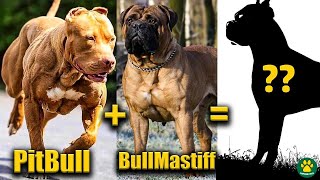 TOP 10 Pitbull Terrier Mix Breed Dogs You Don't Know About!