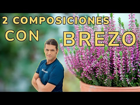 Video: Plantas complementarias del brezo para el jardín: aprenda qué plantar junto al brezo