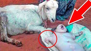Коза родила человеческого младенца?! Фермер поражён, обнаружив младенца рядом с козой!