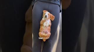 Puppy Yoga Is Really For The Puppies