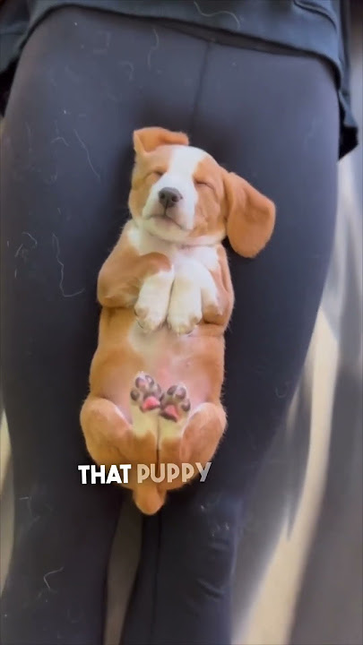 Puppy yoga is really for the puppies ❤️