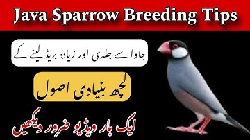 Java Sparrow Breeding Tips Breeding Season Diet Plan and Best Breeding Formula Java Birds