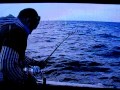 bull shark fishing ( hook up )