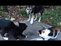 Cats protect food from feral puppies