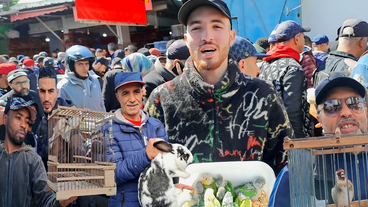 سوق الطيور والحيوانات بالدار البيضاء 🇲🇦اليوم الأحد 2026/3/8 #سوق_القريعة #الدار_البيضاء #سوق_الطيور