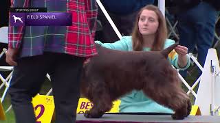 Spaniels (Field) | Breed Judging 2022