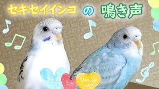 セキセイインコの鳴き声‐メス（女の子♀）【vlog-016】Cry of the Budgerigar