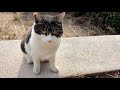 側に行くとかわいい声でくっ付いてくれる人懐っこい猫ちゃん